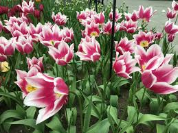 Tulip 'Claudia'–Lily Flowering–Elegant pink hue with white edges  100 in Box