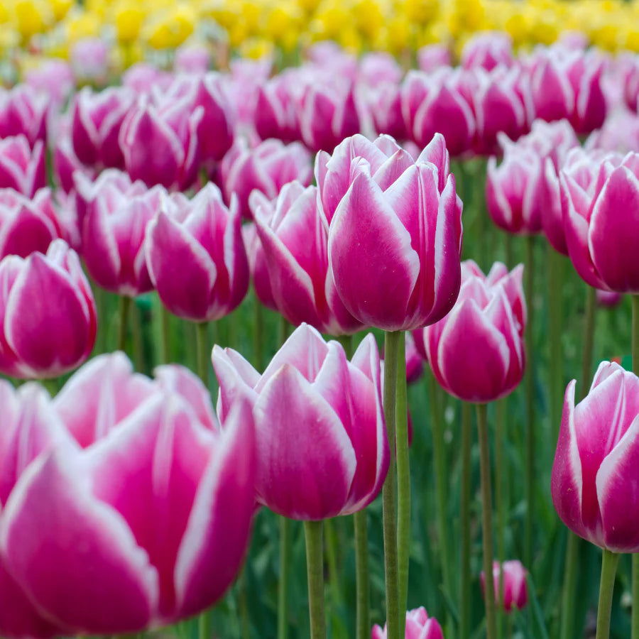 Tulip 'Claudia'–Lily Flowering–Elegant pink hue with white edges  100 in Box