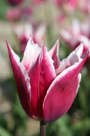Tulip 'Claudia'-Lily Flowering-Elegant pink hue with white edges  100 in  Box