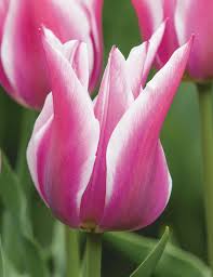 Tulip 'Claudia'–Lily Flowering–Elegant pink hue with white edges  100 in Box