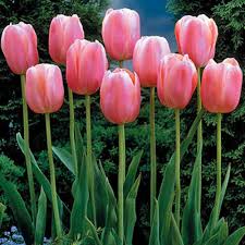Menton Single Late Tulip-Salmon Pink Edged with Orange-Perfect for Borders and Arrangements  100 in  Box