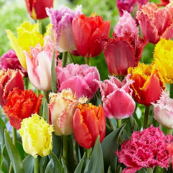 Tulip, Sbulbs Ingle Late, 'menton', Salmon Pbulbs Ink Edged With Soft Orange - View 13 from www redcrocus com