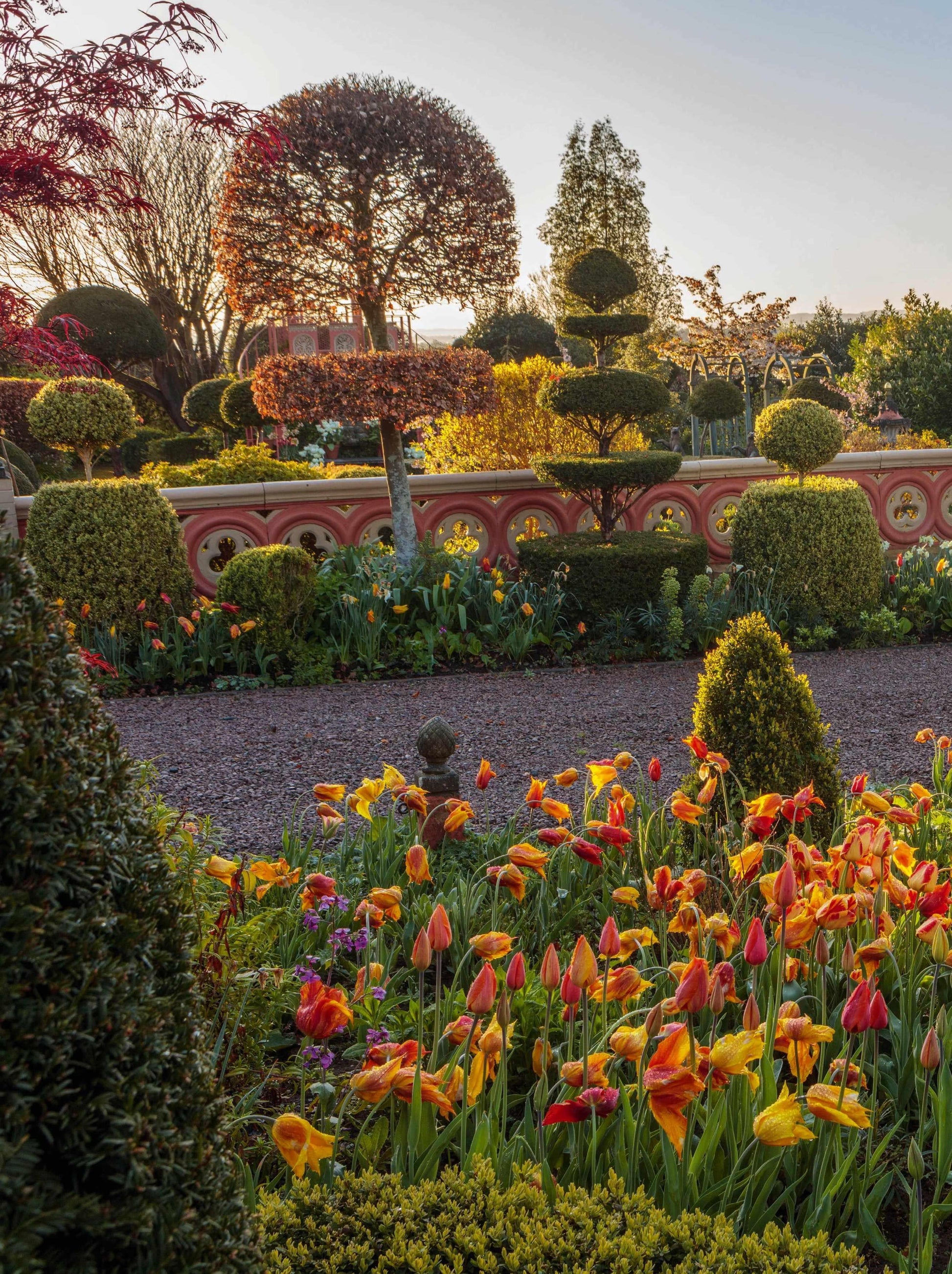 Tulip, Sbulbs Ingle Late, 'menton', Salmon Pbulbs Ink Edged With Soft Orange - View 17 from www redcrocus com