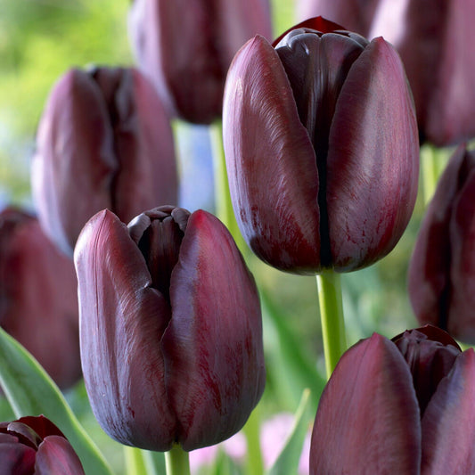 Tulip, Sbulbs Ingle Late, 'queen Of Night', Velvety Black Maroon - View 11 from www redcrocus com