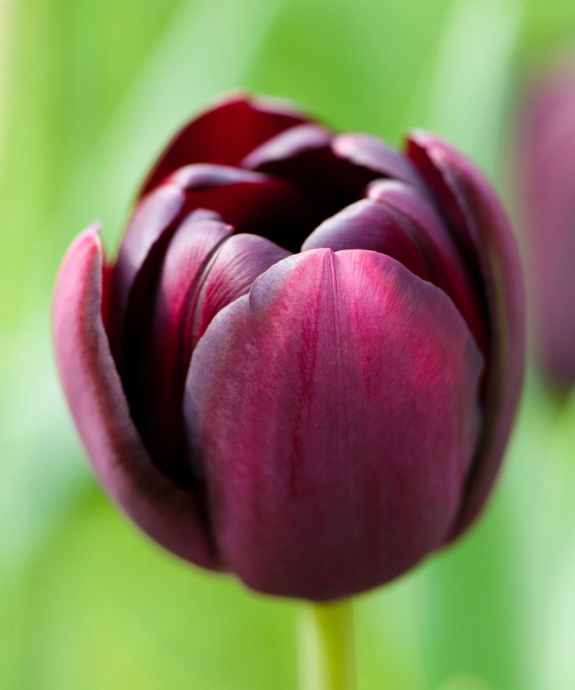 Tulip, Sbulbs Ingle Late, 'queen Of Night', Velvety Black Maroon - View 14 from www redcrocus com