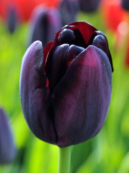 Tulip, Sbulbs Ingle Late, 'queen Of Night', Velvety Black Maroon - View 15 from www redcrocus com