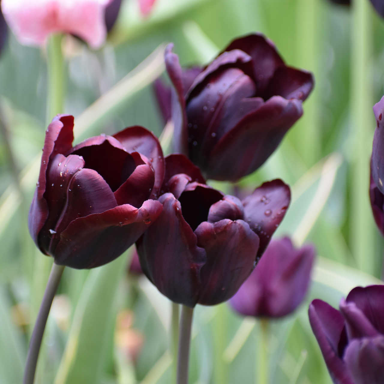 Tulip, Sbulbs Ingle Late, 'queen Of Night', Velvety Black Maroon - View 16 from www redcrocus com