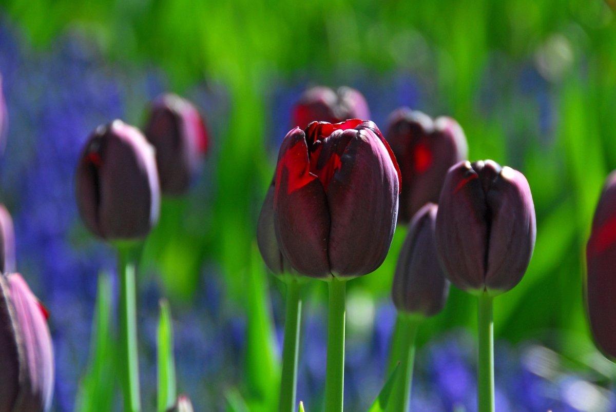 Tulip, Sbulbs Ingle Late, 'queen Of Night', Velvety Black Maroon - View 21 from www redcrocus com