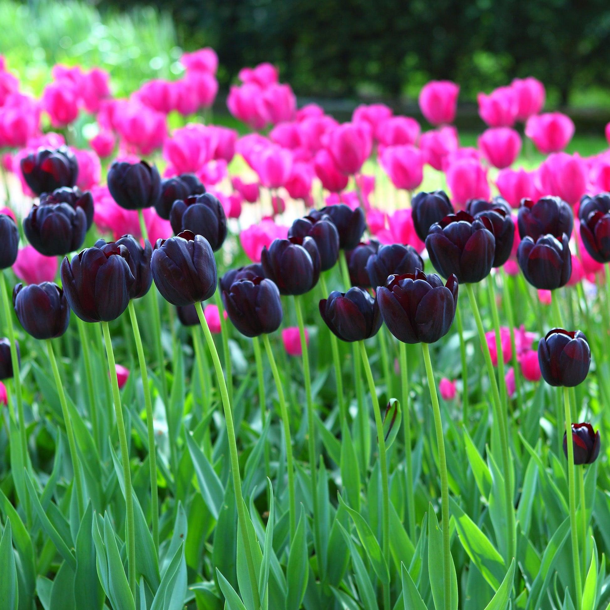Tulip, Sbulbs Ingle Late, 'queen Of Night', Velvety Black Maroon - View 22 from www redcrocus com