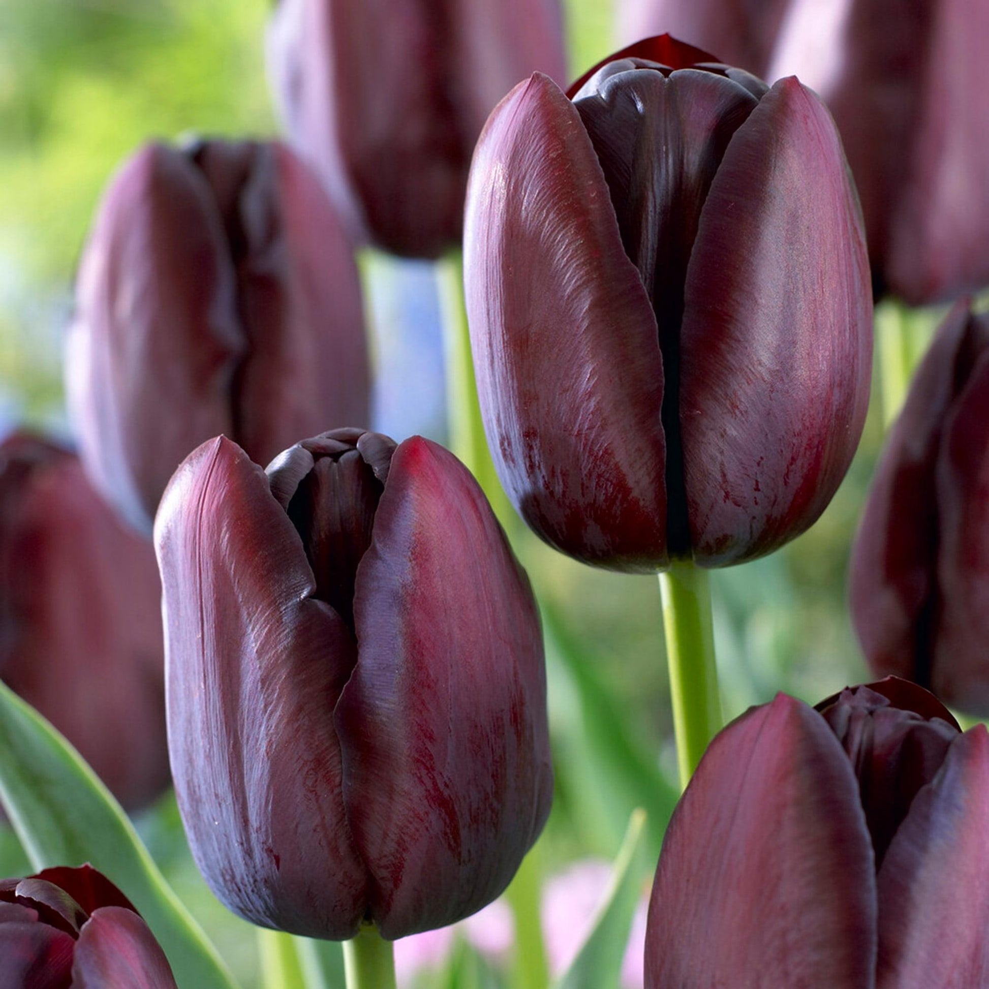 Tulip, Sbulbs Ingle Late, 'queen Of Night', Velvety Black Maroon - View 3 from www redcrocus com