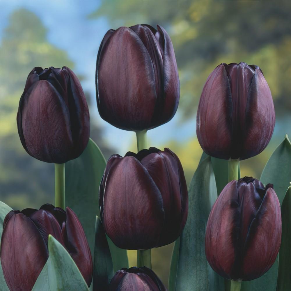 Tulip, Sbulbs Ingle Late, 'queen Of Night', Velvety Black Maroon - View 4 from www redcrocus com