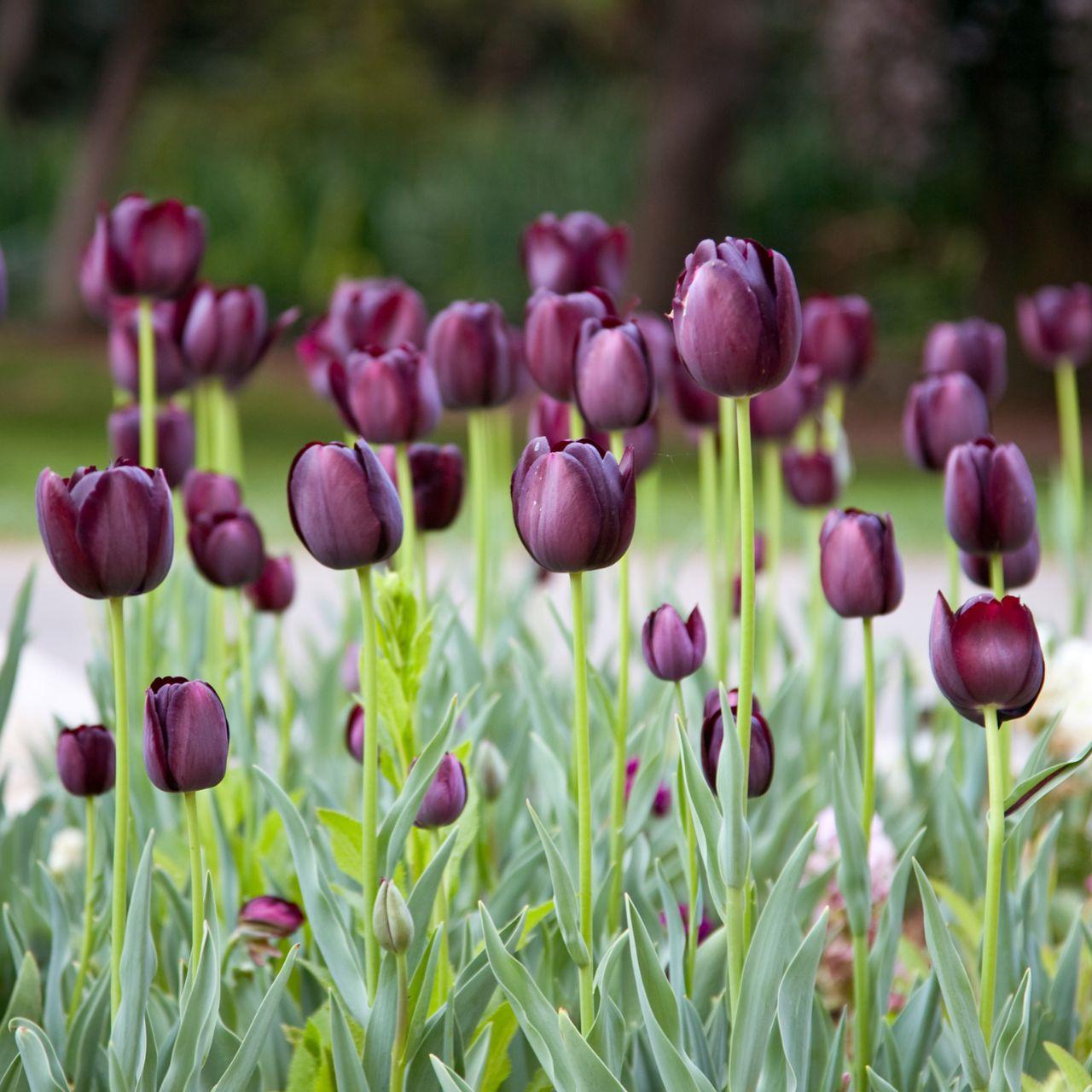 Tulip, Sbulbs Ingle Late, 'queen Of Night', Velvety Black Maroon - View 6 from www redcrocus com