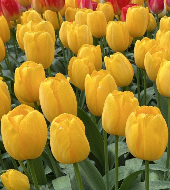 Tulip, Sbulbs Ingle Late, 'big Smile', Lemon Yellow - View 16 from www redcrocus com