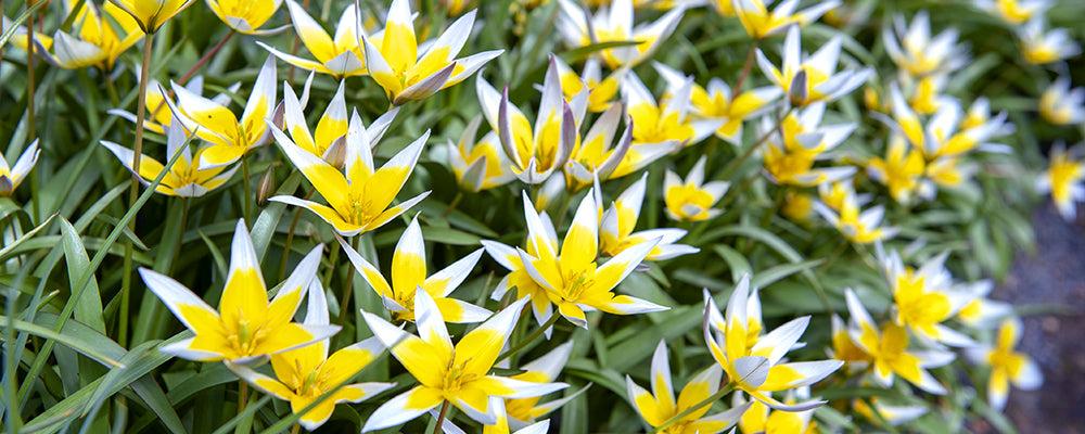 Tulip, Sbulbs Ingle Late, 'big Smile', Lemon Yellow - View 18 from www redcrocus com