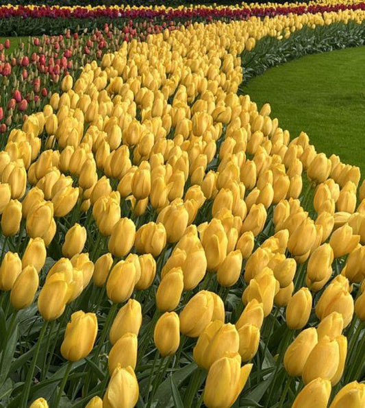 Tulip, Sbulbs Ingle Late, 'big Smile', Lemon Yellow - View 1 from www redcrocus com