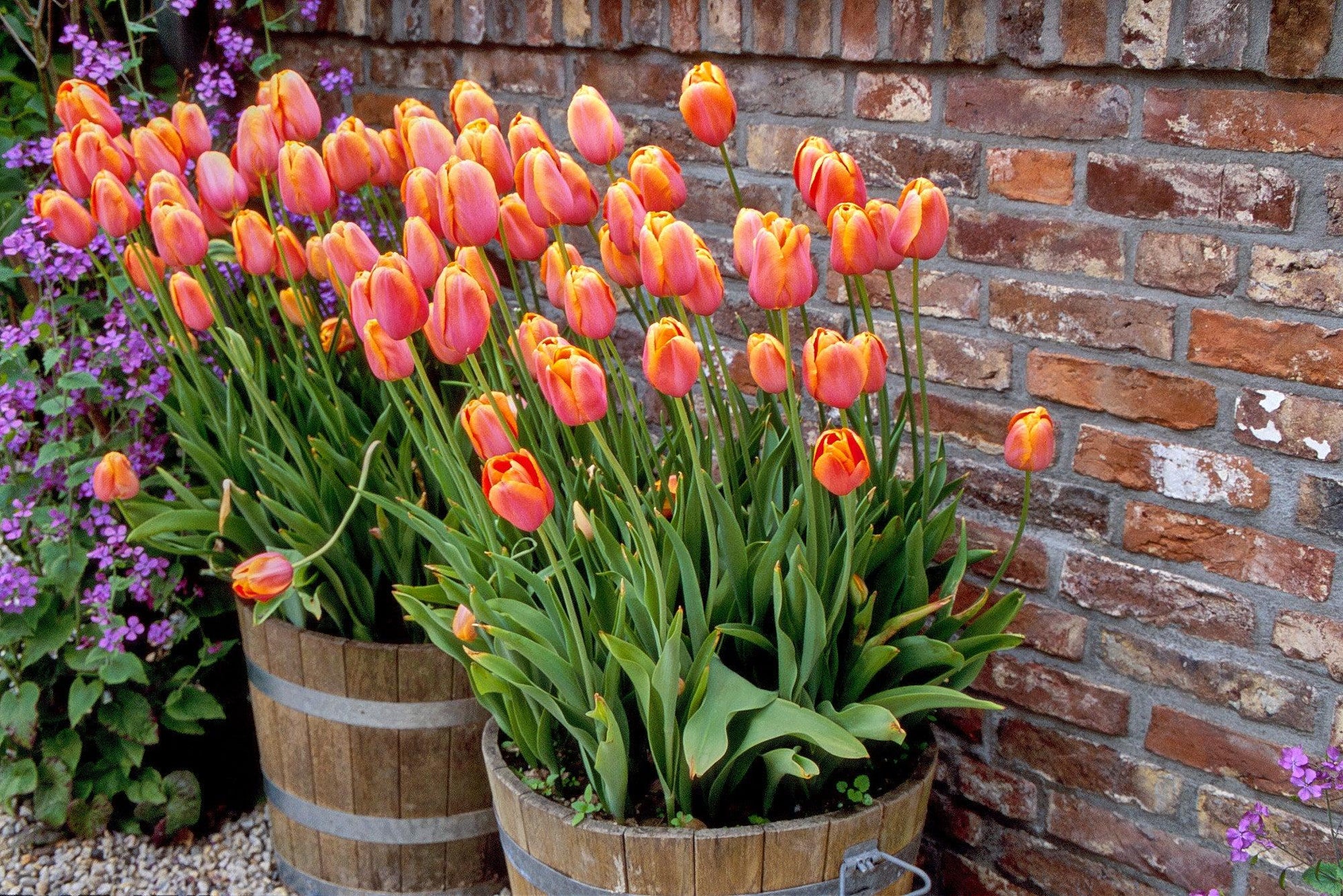 Tulip, Sbulbs Ingle Late, 'big Smile', Lemon Yellow - View 23 from www redcrocus com