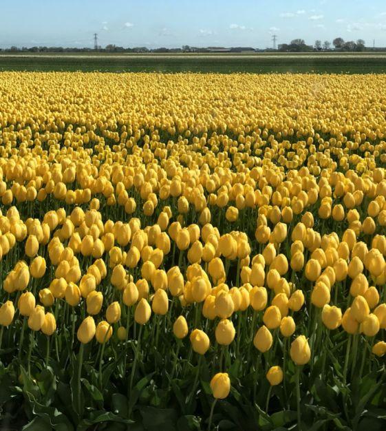 Tulip, Sbulbs Ingle Late, 'big Smile', Lemon Yellow - View 3 from www redcrocus com