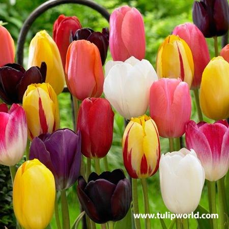 Tulip, Sbulbs Ingle Late, 'big Smile', Lemon Yellow - View 6 from www redcrocus com