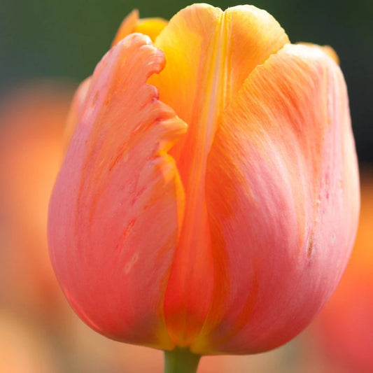 Dordogne Tulip-Single Late-Ideal for borders and containers  100 in  Box