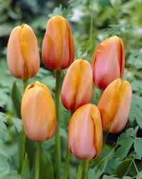 Dordogne Tulip-Single Late-Ideal for borders and containers  100 in  Box
