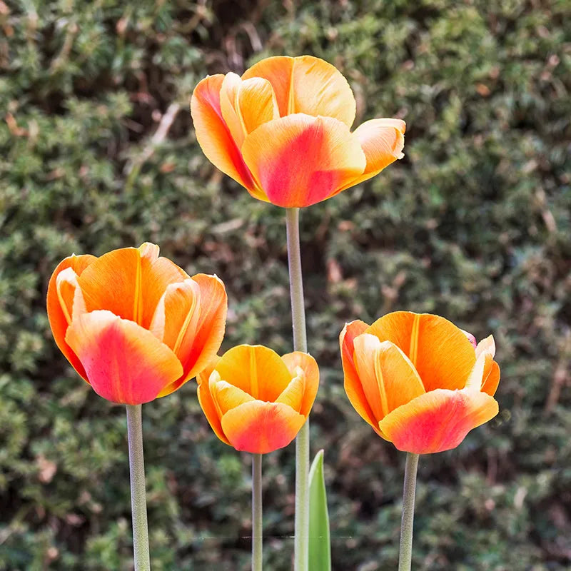 Dordogne Tulip-Single Late-Ideal for borders and containers  100 in  Box