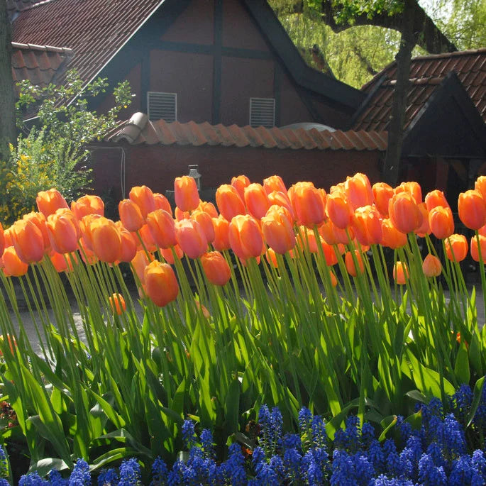 Dordogne Tulip-Single Late-Ideal for borders and containers  100 in  Box