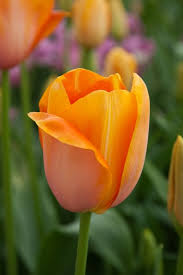 Dordogne Tulip-Single Late-Ideal for borders and containers  100 in  Box