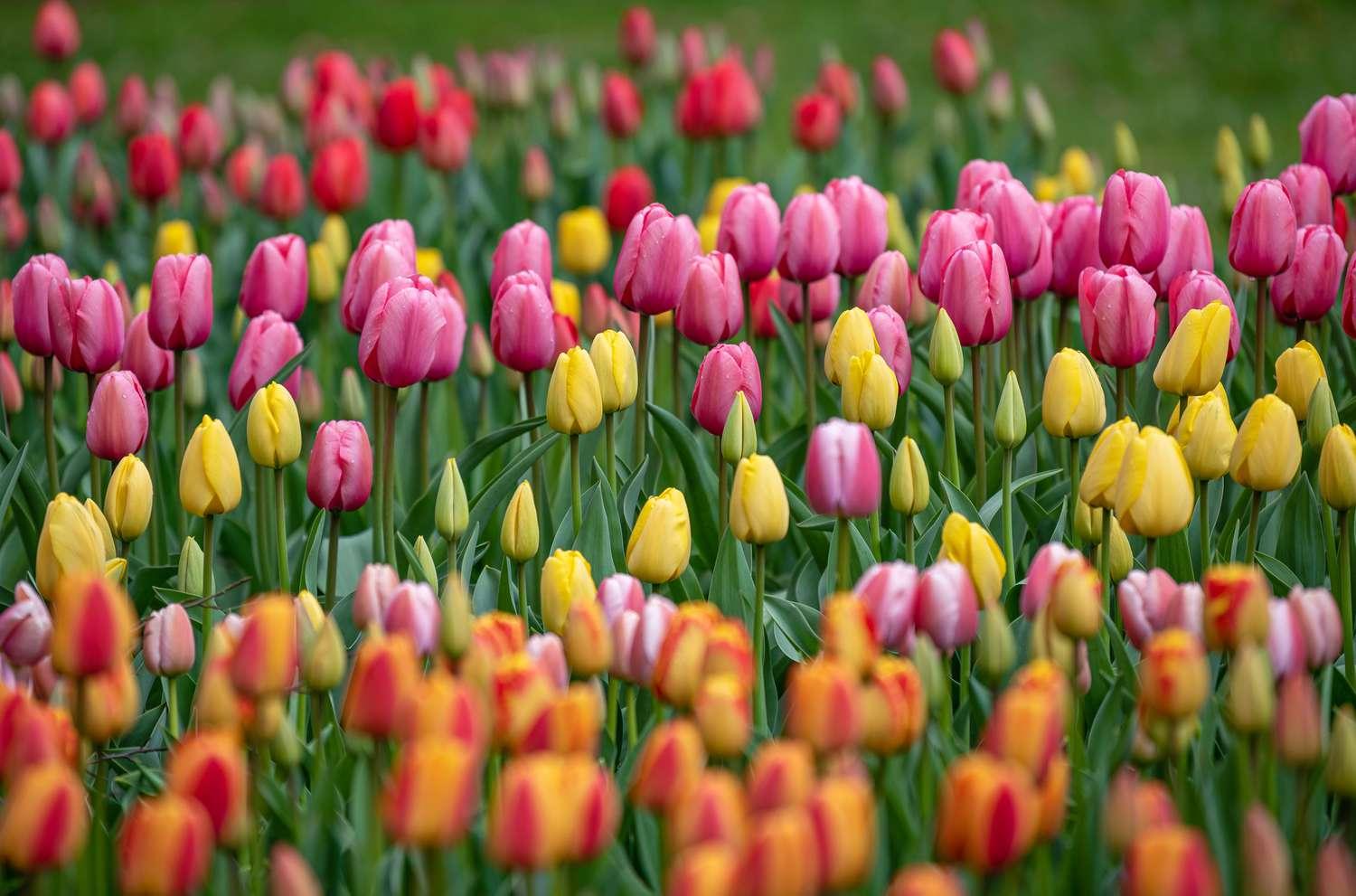 Tulip, Sbulbs Ingle Late, 'temple Of Beauty', Salmon Rose - View 10 from www redcrocus com