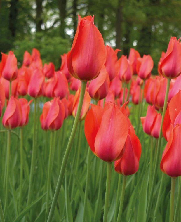 Tulip, Sbulbs Ingle Late, 'temple Of Beauty', Salmon Rose - View 12 from www redcrocus com
