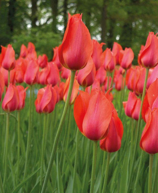 Tulip, Sbulbs Ingle Late, 'temple Of Beauty', Salmon Rose - View 12 from www redcrocus com