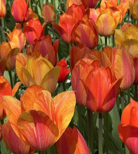 Tulip, Sbulbs Ingle Late, 'temple Of Beauty', Salmon Rose - View 13 from www redcrocus com