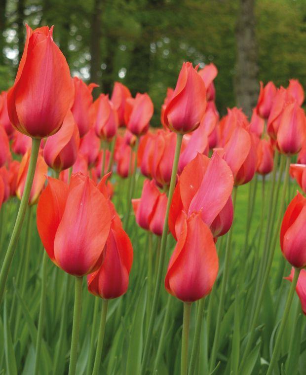 Tulip, Sbulbs Ingle Late, 'temple Of Beauty', Salmon Rose - View 14 from www redcrocus com