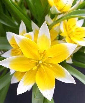 Tulip, Sbulbs Ingle Late, 'temple Of Beauty', Salmon Rose - View 15 from www redcrocus com
