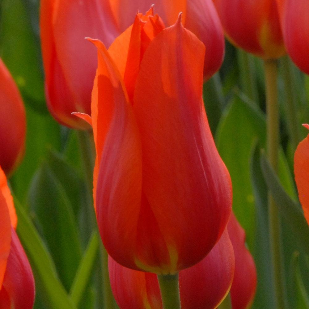 Tulip, Sbulbs Ingle Late, 'temple Of Beauty', Salmon Rose - View 16 from www redcrocus com