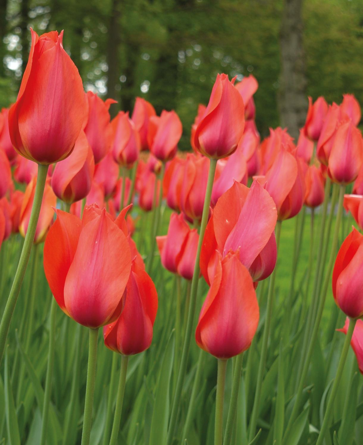 Tulip, Sbulbs Ingle Late, 'temple Of Beauty', Salmon Rose - View 17 from www redcrocus com