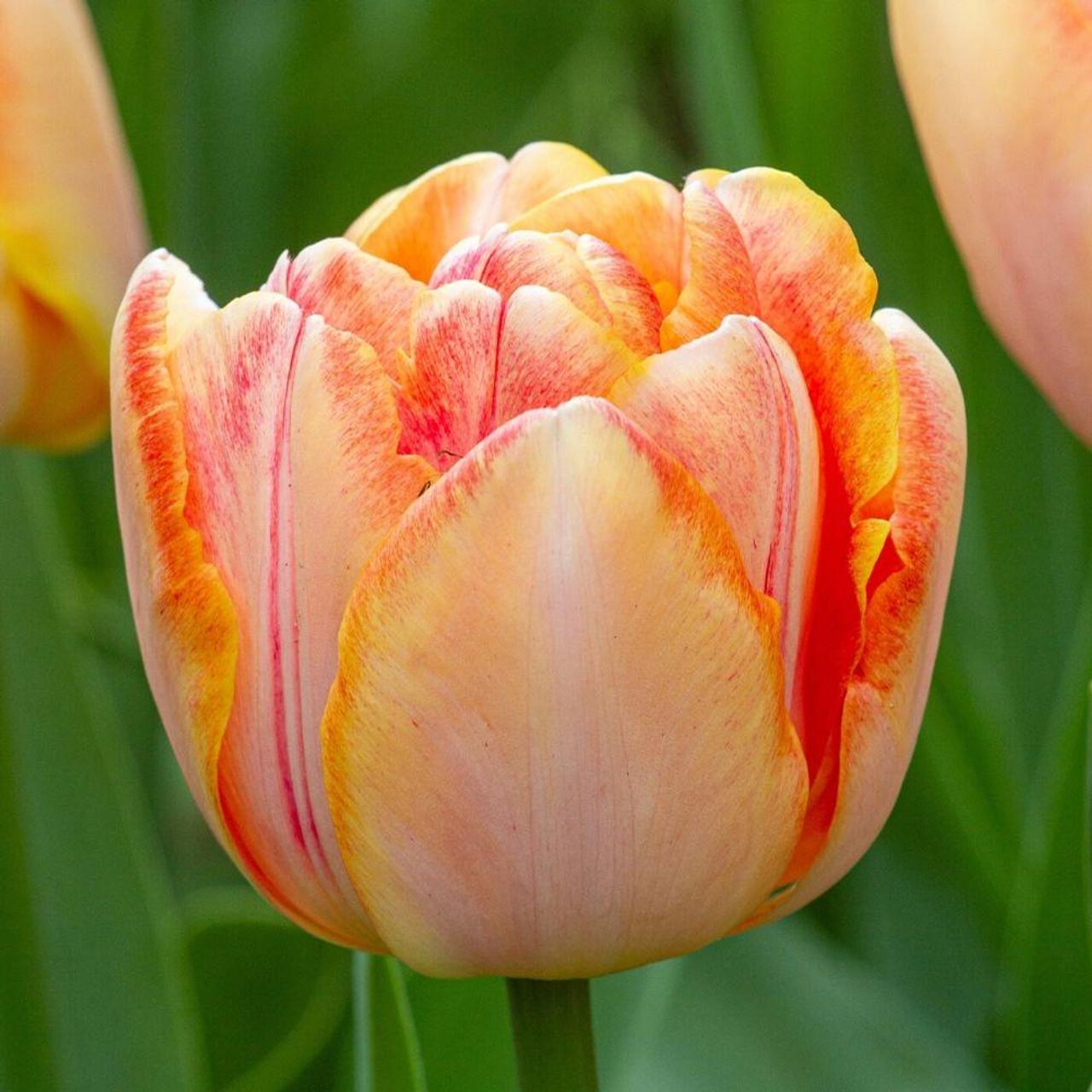 Tulip, Sbulbs Ingle Late, 'temple Of Beauty', Salmon Rose - View 18 from www redcrocus com