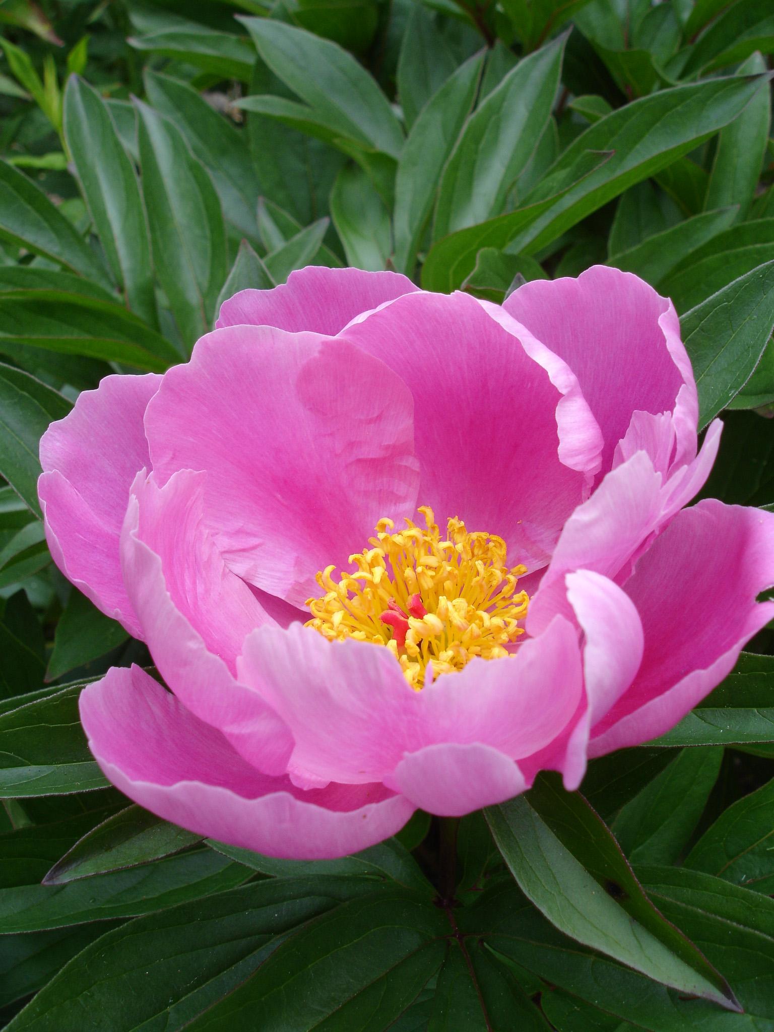 Tulip, Sbulbs Ingle Late, 'temple Of Beauty', Salmon Rose - View 19 from www redcrocus com