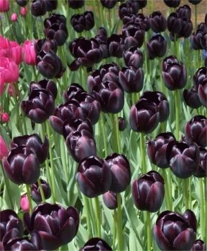 Tulip, Sbulbs Ingle Late, 'temple Of Beauty', Salmon Rose - View 20 from www redcrocus com
