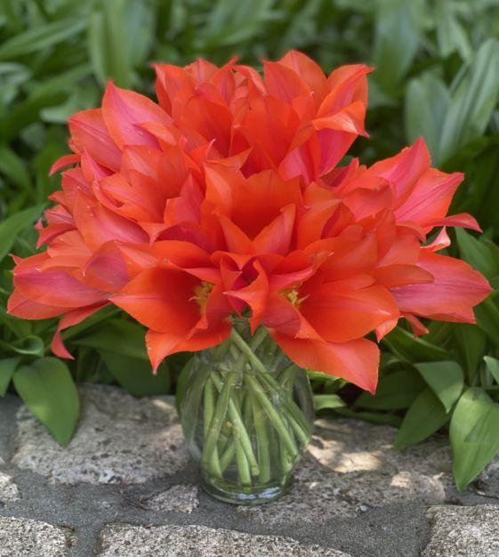 Tulip, Sbulbs Ingle Late, 'temple Of Beauty', Salmon Rose - View 2 from www redcrocus com
