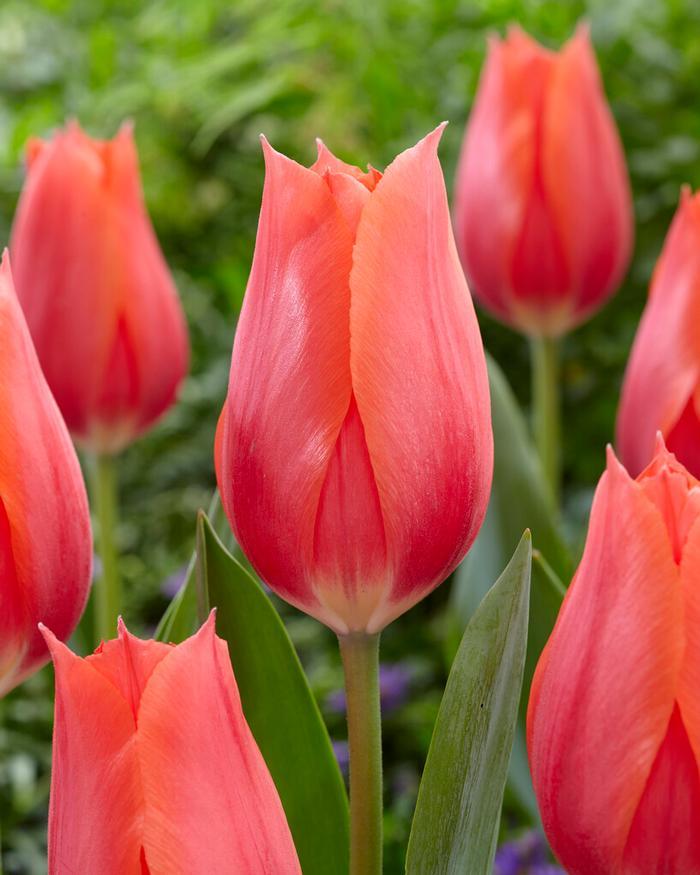 Tulip, Sbulbs Ingle Late, 'temple Of Beauty', Salmon Rose - View 3 from www redcrocus com