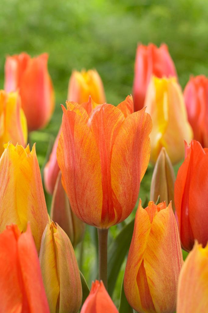 Tulip, Sbulbs Ingle Late, 'temple Of Beauty', Salmon Rose - View 6 from www redcrocus com