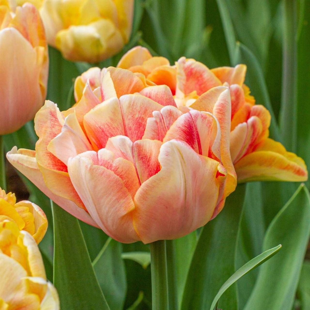 Tulip, Sbulbs Ingle Late, 'temple Of Beauty', Salmon Rose - View 7 from www redcrocus com