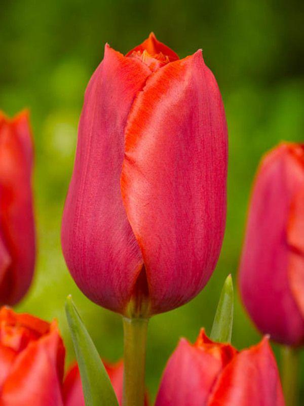 Tulip, Sbulbs Ingle Late, 'temple Of Beauty', Salmon Rose - View 8 from www redcrocus com