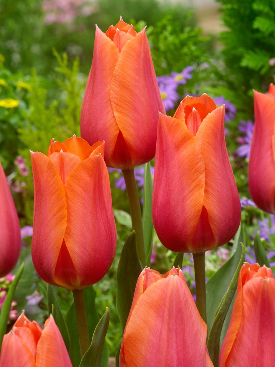 Tulip, Sbulbs Ingle Late, 'temple Of Beauty', Salmon Rose - View 9 from www redcrocus com