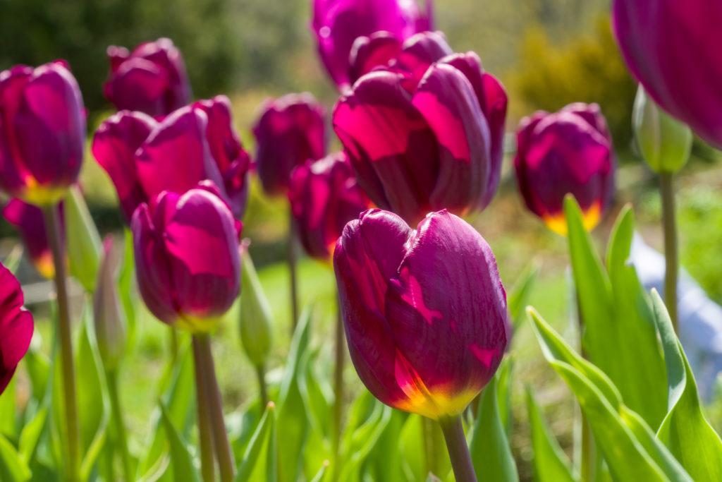 Tulip, Sbulbs Ingle Late, 'purple Lady', Deep Purple - View 11 from www redcrocus com