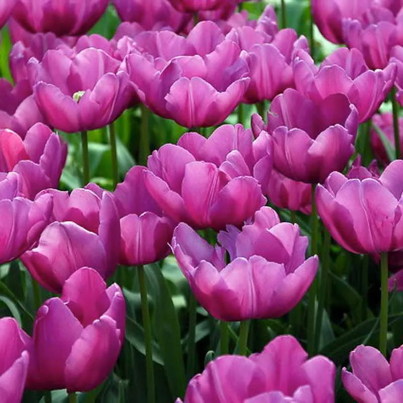 Tulip, Sbulbs Ingle Late, 'purple Lady', Deep Purple - View 12 from www redcrocus com