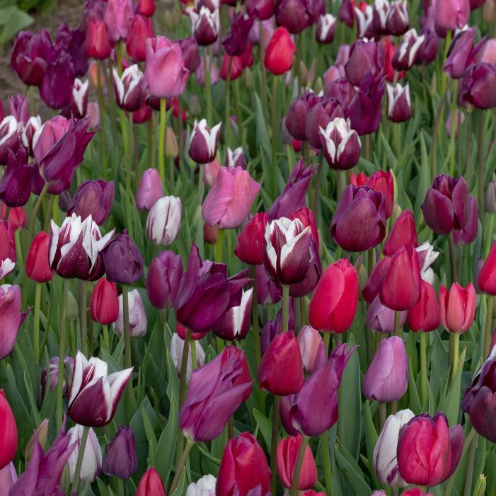 Tulip, Sbulbs Ingle Late, 'purple Lady', Deep Purple - View 13 from www redcrocus com