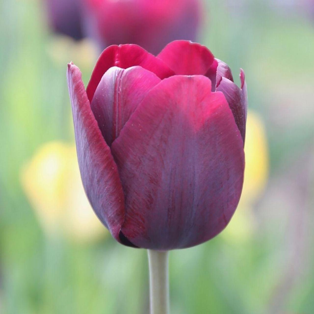 Tulip, Sbulbs Ingle Late, 'purple Lady', Deep Purple - View 16 from www redcrocus com