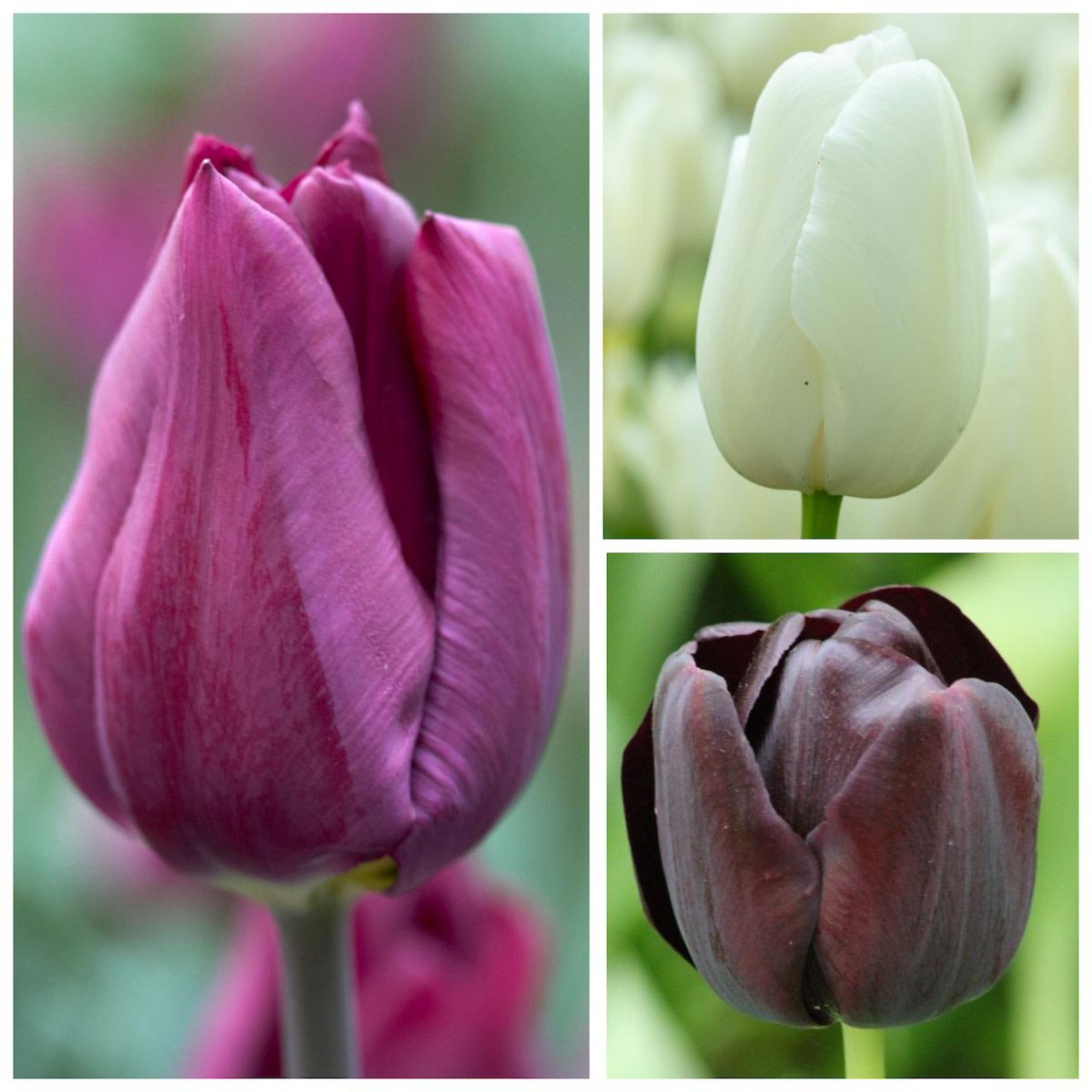 Tulip, Sbulbs Ingle Late, 'purple Lady', Deep Purple - View 17 from www redcrocus com