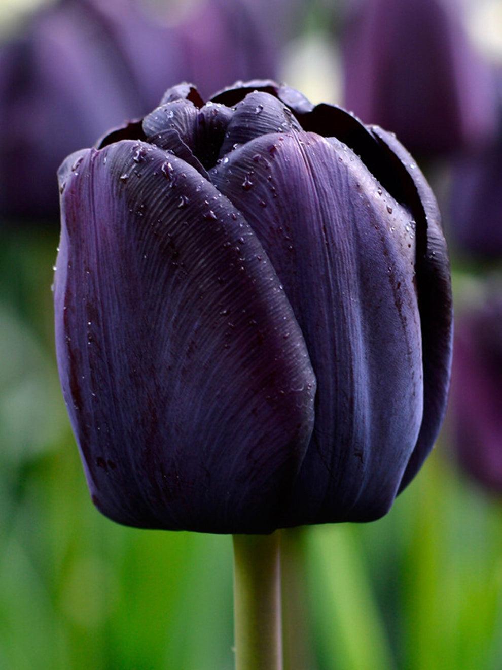 Tulip, Sbulbs Ingle Late, 'purple Lady', Deep Purple - View 18 from www redcrocus com